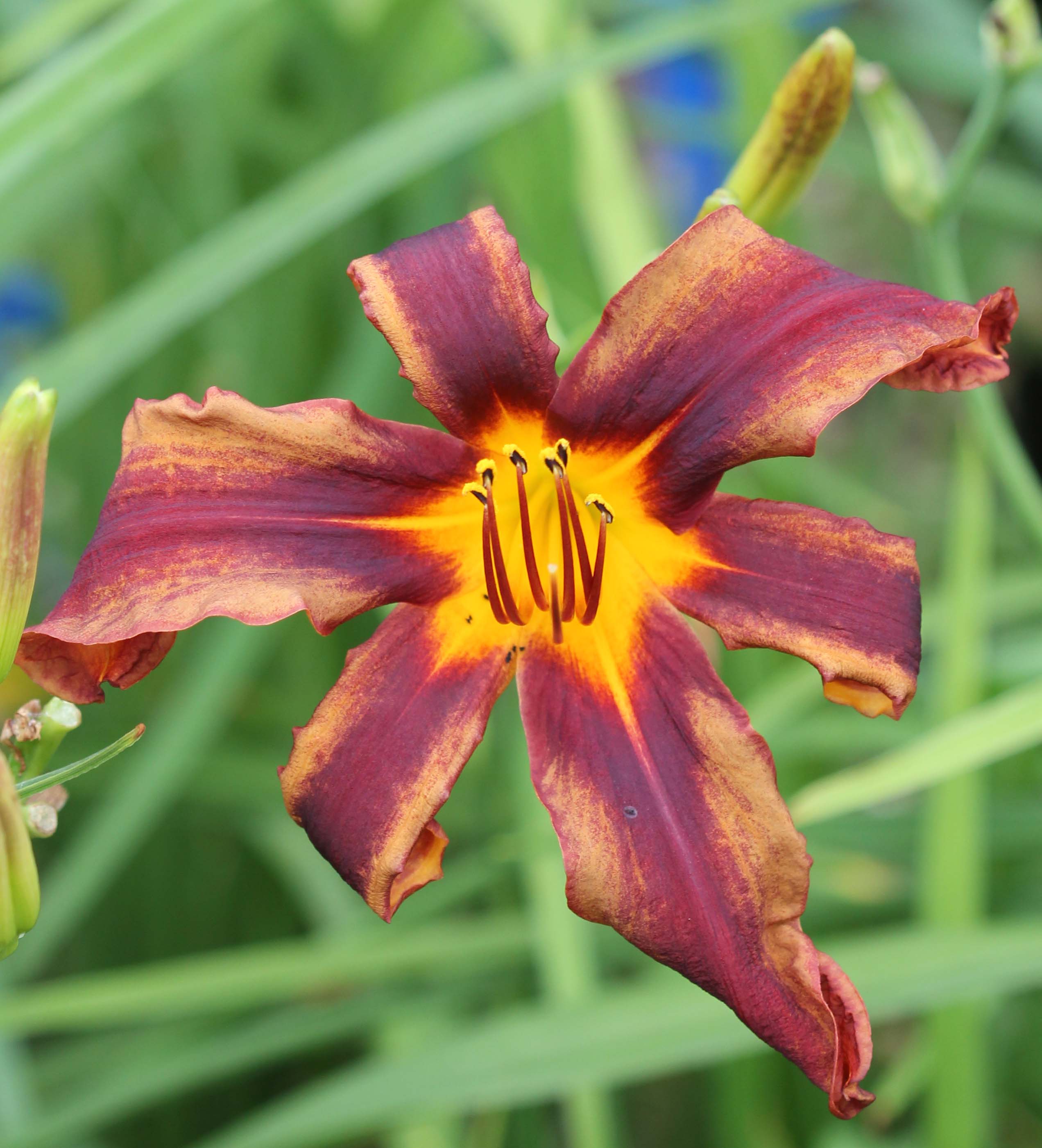 Ruether's Brown Spider